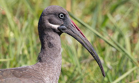 Haded Ibis race brevirostris